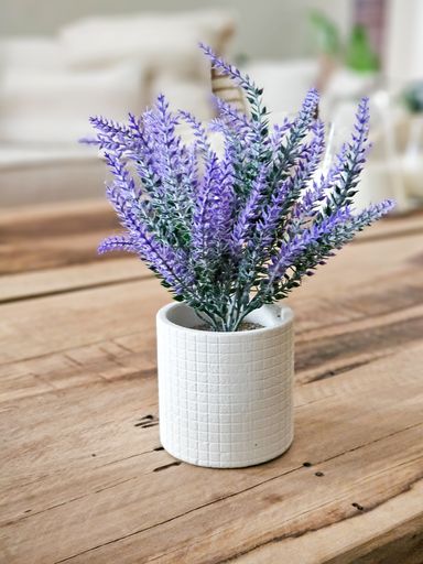 PLANTA CON MACETA LAVANDA 20 CM