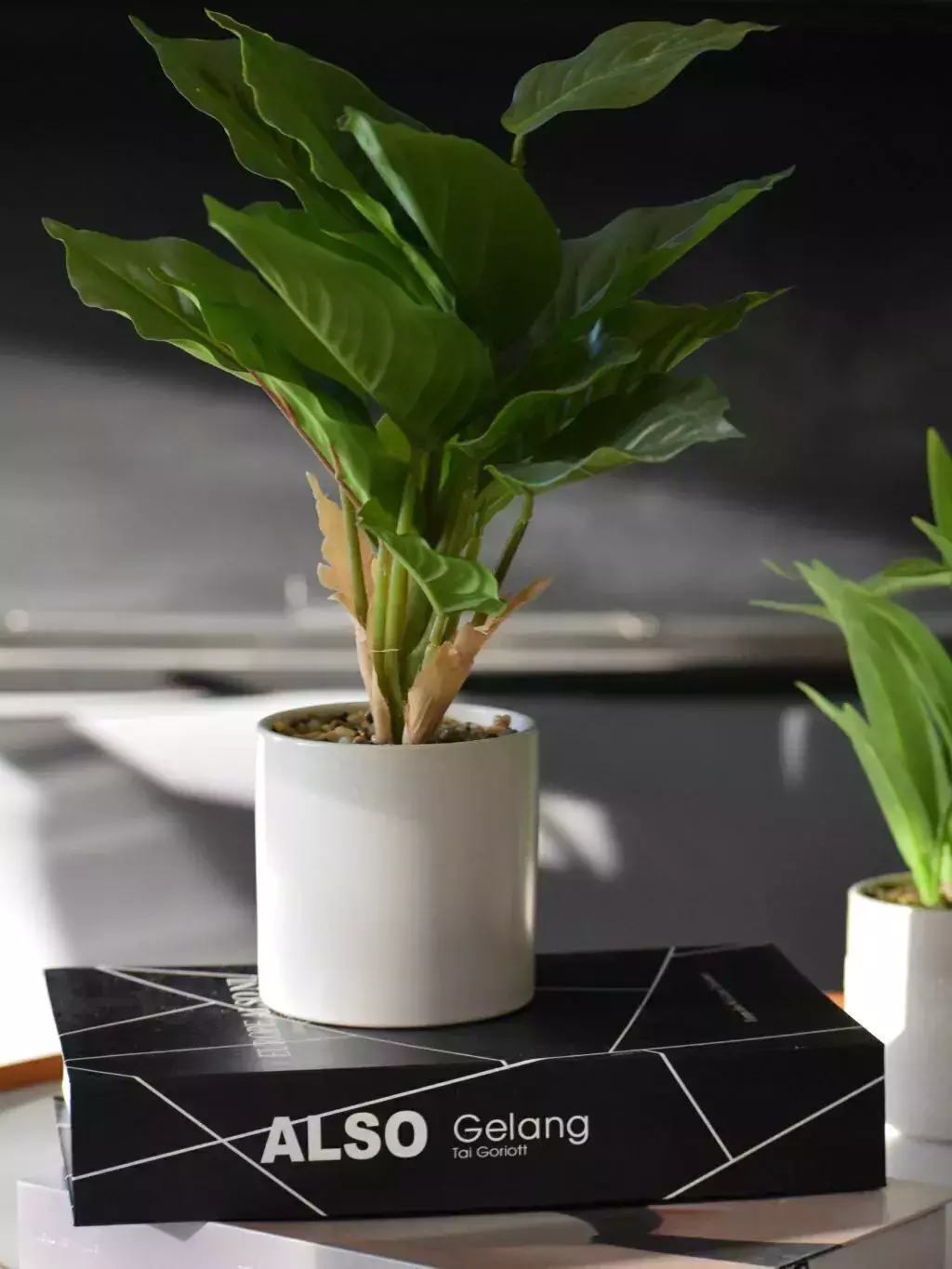PLANTA EN MACETA DIEFFENBACHIA