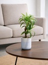 PLANTA EN MACETA PALO DE AGUA