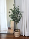 PLANTA OLIVO 100 CM
