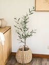 PLANTA OLIVO 120 CM CON FRUTAS