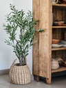 PLANTA OLIVO 150 CM