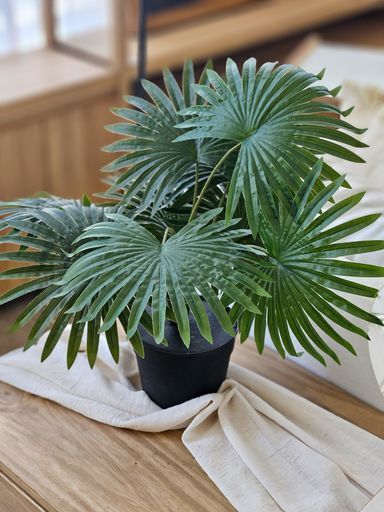 PLANTA PALMERA EN MACETA 50CM
