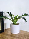 Planta 30cm