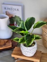 Planta Bicolor