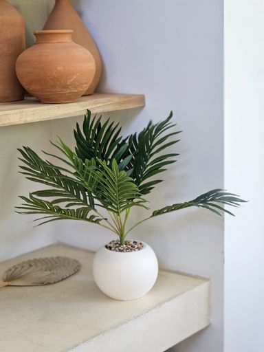 Planta Chamadorea Con Maceta 50 cm