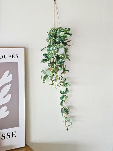 Planta Colgante 45cm