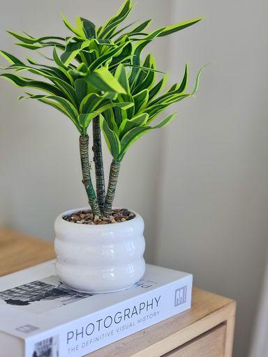 Planta Dracaena con Maceta