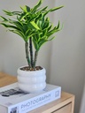 Planta Dracaena con Maceta