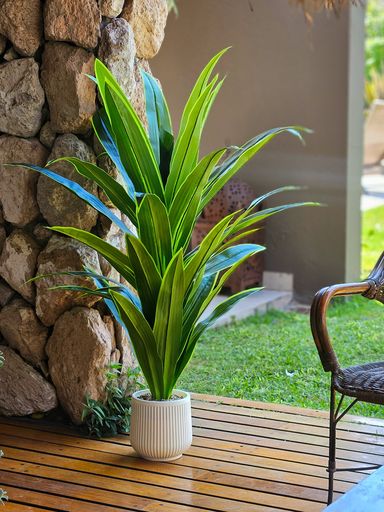 Planta Fragance con Maceta 120 cm