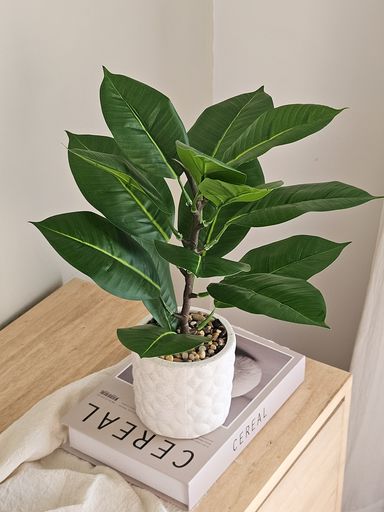 Planta Gomero Con Maceta 39 cm