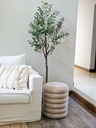 Planta Olivo 175 cm