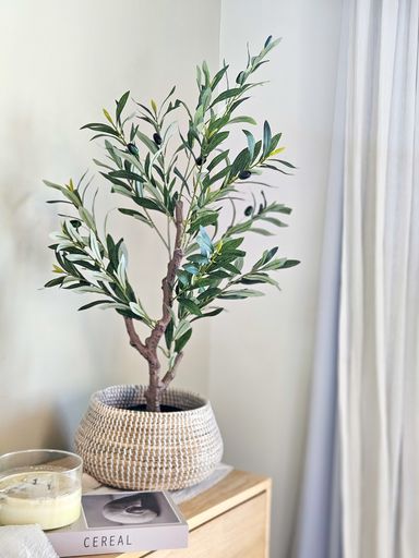 Planta Olivo 90 cm