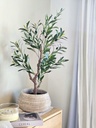Planta Olivo 90 cm