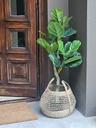 Planta Pandurata 110 cm