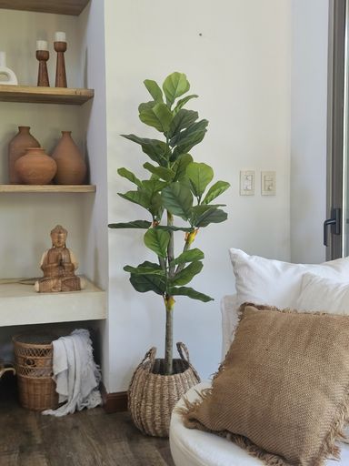 Planta Pandurata 160 cm