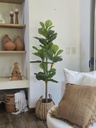 Planta Pandurata 160 cm