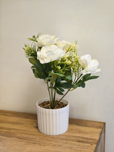 Planta Rosas Blancas