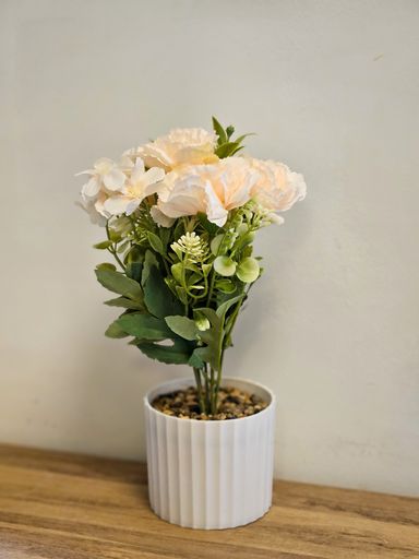 Planta Rosas Salmon