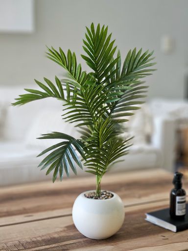 Planta Sham con Maceta 70 cm
