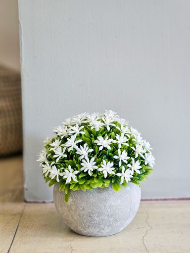 Planta con Maceta 12cm