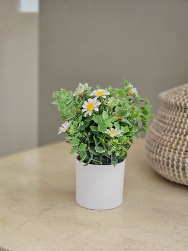 Plantin Deco Violeta 22 cm