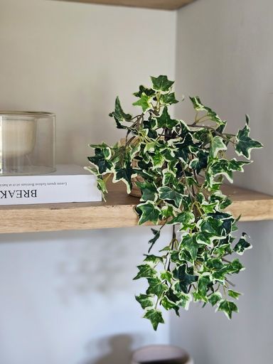 Rama English Ivy Bush 38cm