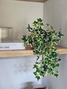 Rama English Ivy Bush 38cm