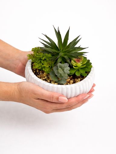Suculenta Agave