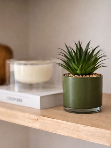 Suculenta Echeveria maceta