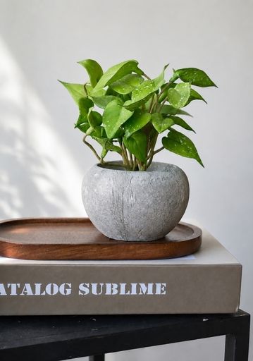 Planta con maceta 6cm