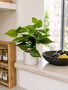 PLANTA POTUS PLANTAS ARTIFICIALES