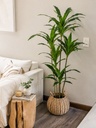 Planta Artificial Decorativa Palo de Agua 130 Cm