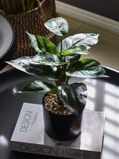 Dieffenbachia de mesa
