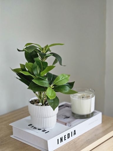 Planta Peperomia