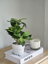 Planta Peperomia