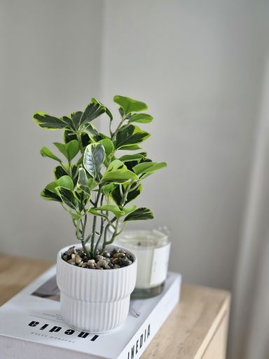 Planta Clusia