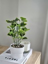 Planta Clusia