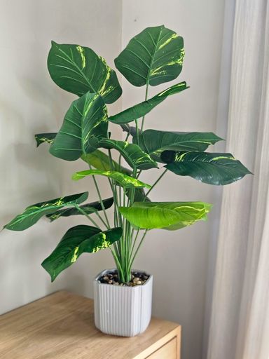 Planta Lyra 70cm