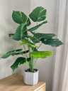 Planta Lyra 70cm