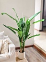 Planta Banano 170cm con maceta