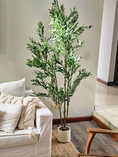 Planta Olivo 180cm con maceta