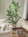 Planta Olivo 180cm con maceta