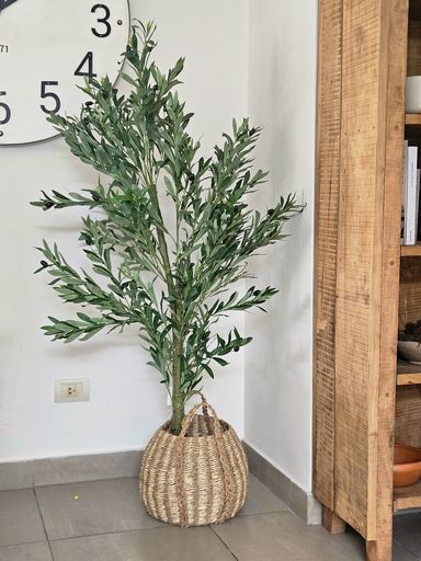 Planta Olivo 160cm