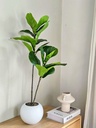 Planta Pandurata 85cm