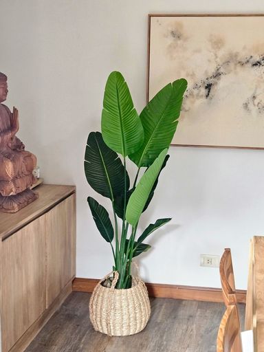 Planta Banano 1,60m