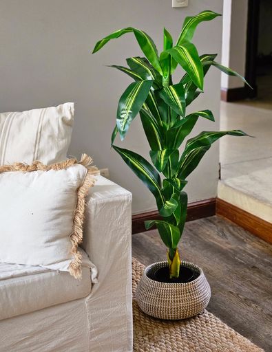Planta Lemon Lime 1,2m