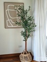 Planta Olivo 1,85m