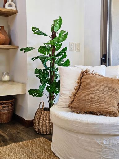 Planta Monstera 140cm en tutor