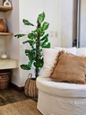 Planta Monstera 140cm en tutor